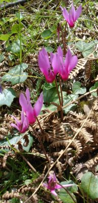 C-cyclamen-2