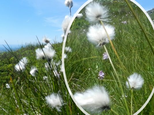 linaigrette